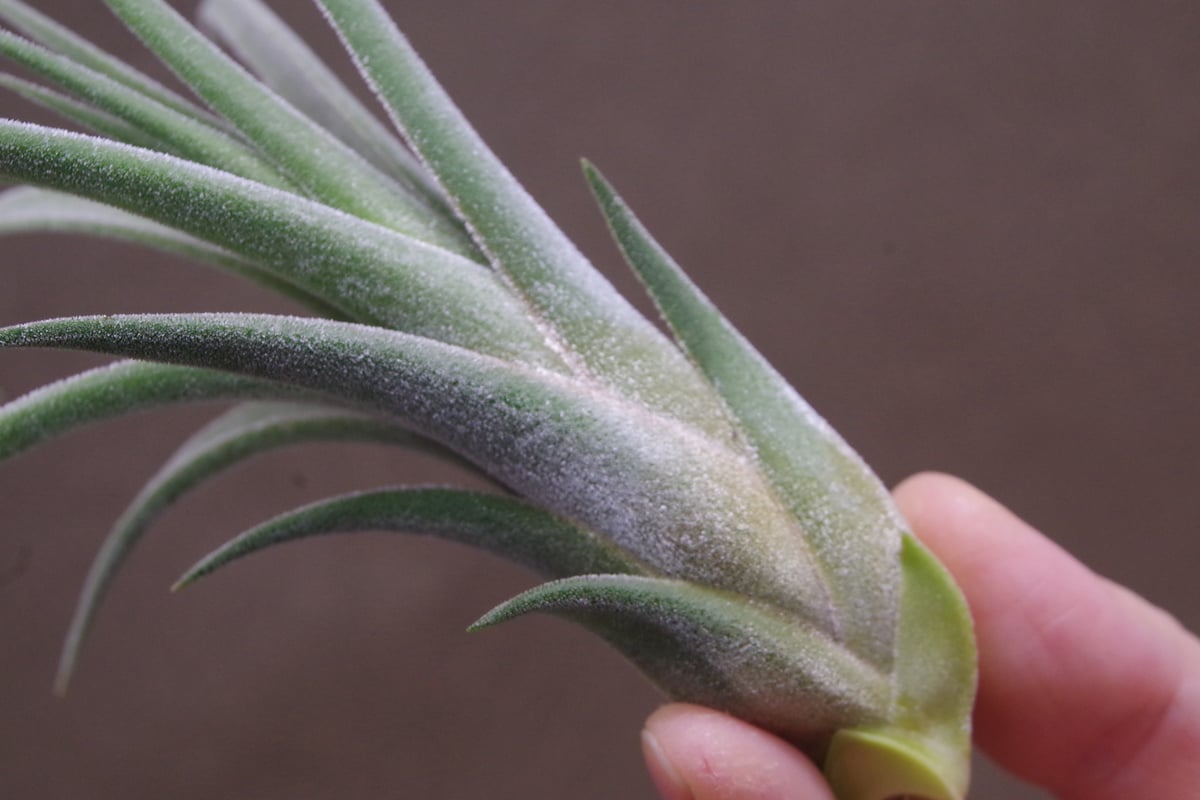 チランジア キューティーパイ Tillandsia Cutie Pie Tillandsia Cutie Pie - (T. ehlersiana x pueblensis), Koide