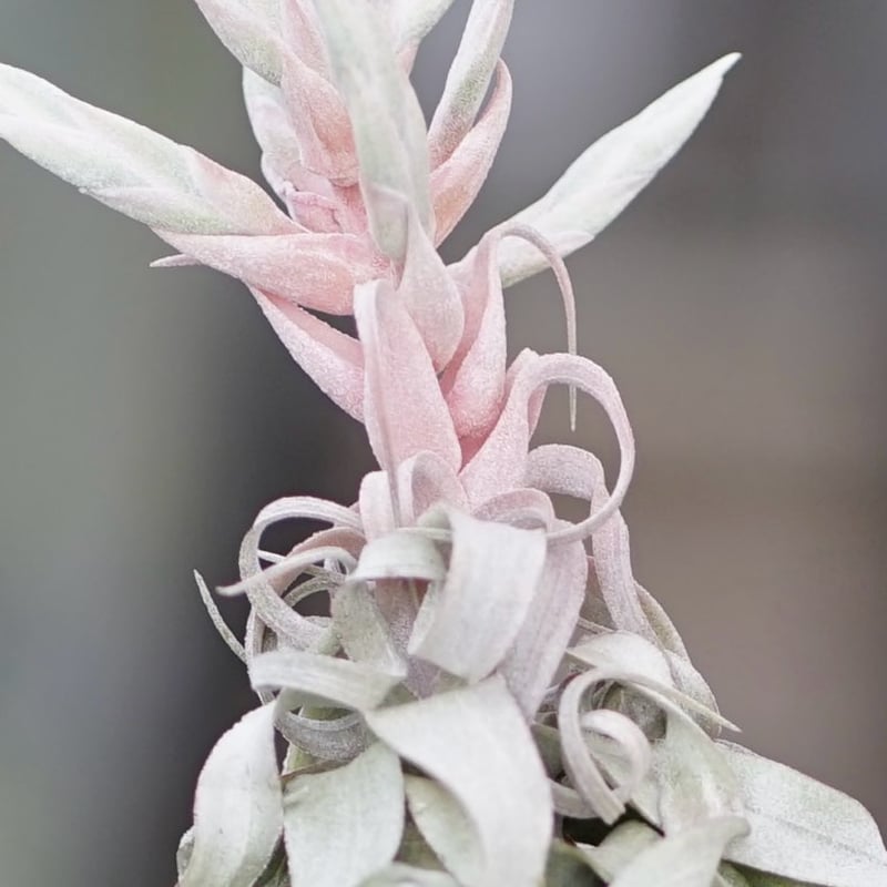 スタッフ特選】ストレプトフィラ Lサイズ 花芽付きA号 | air-plants