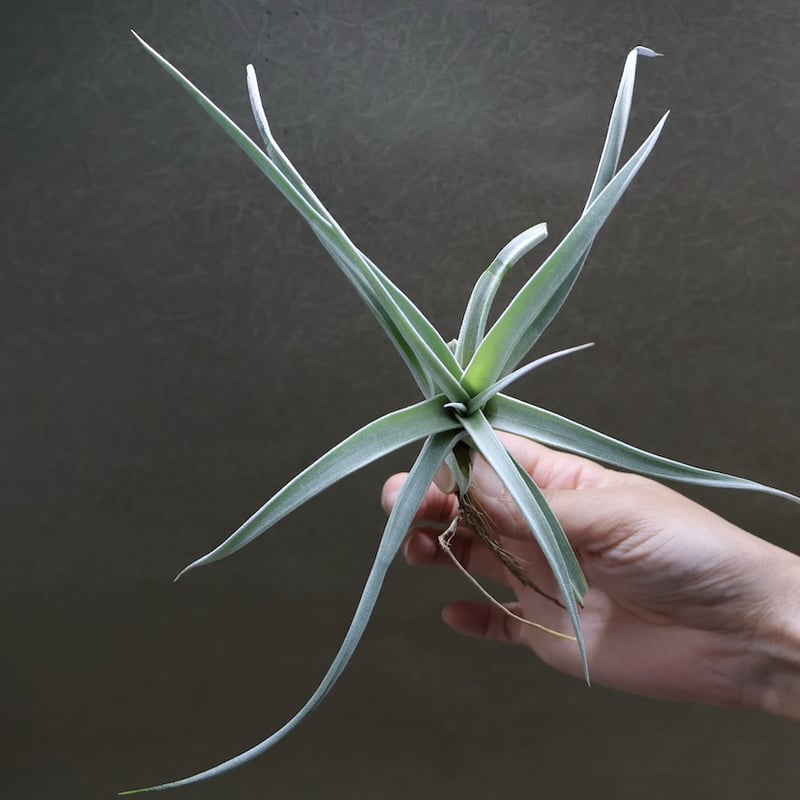 キセログラフィカ × チアペンシス 09号 | air-plants TENGU-DO