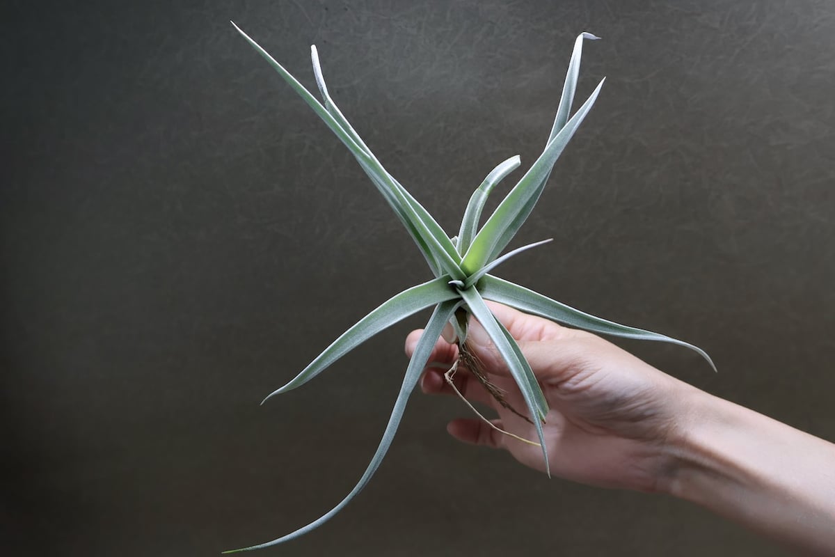 キセログラフィカ × チアペンシス 09号 | air-plants TENGU-DO