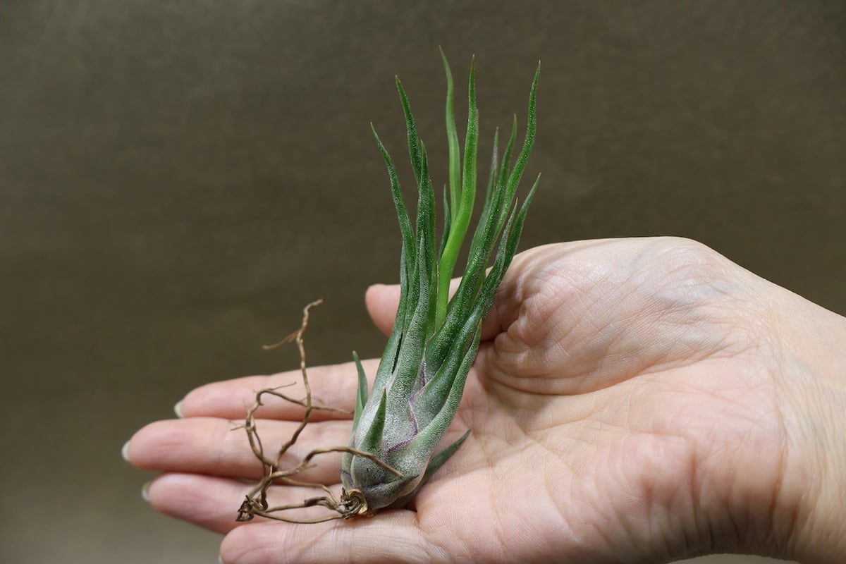 ジョエル （ブルボーサx イオナンタ） 27号 | air-plants TENGU-DO