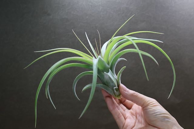 チランジア コンコロール × ストレプトフィラ セレクテッド チランジア・コンコロール×ストレプトフィラ Tillandsia concolor × T