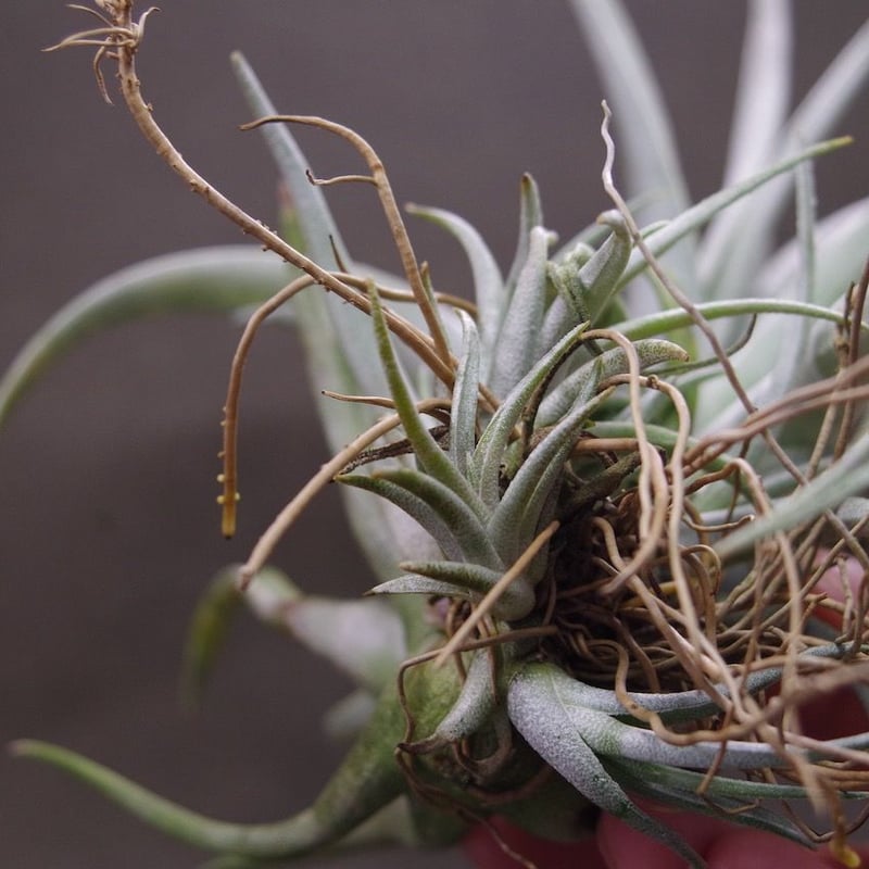 シャッツリー 10号 | air-plants TENGU-DO