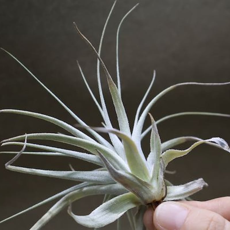チャペウエンシス 05号 | air-plants TENGU-DO