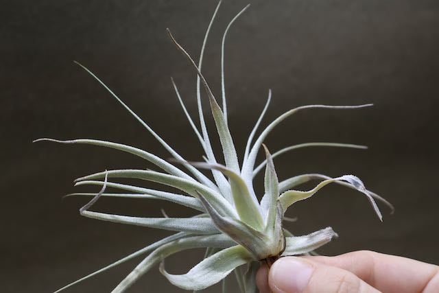 チャペウエンシス 05号 | air-plants TENGU-DO