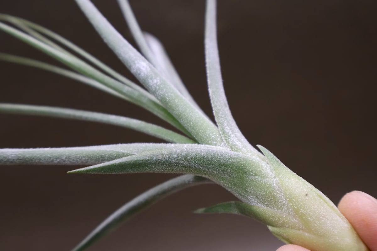 シーディアナ × エーレルシアナ Sサイズ 03号 | air-plants TENGU-DO