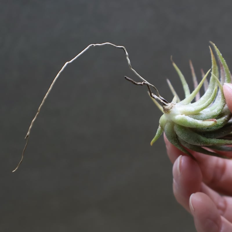 イオナンタ トールベルベット 03号 | air-plants TENGU-DO