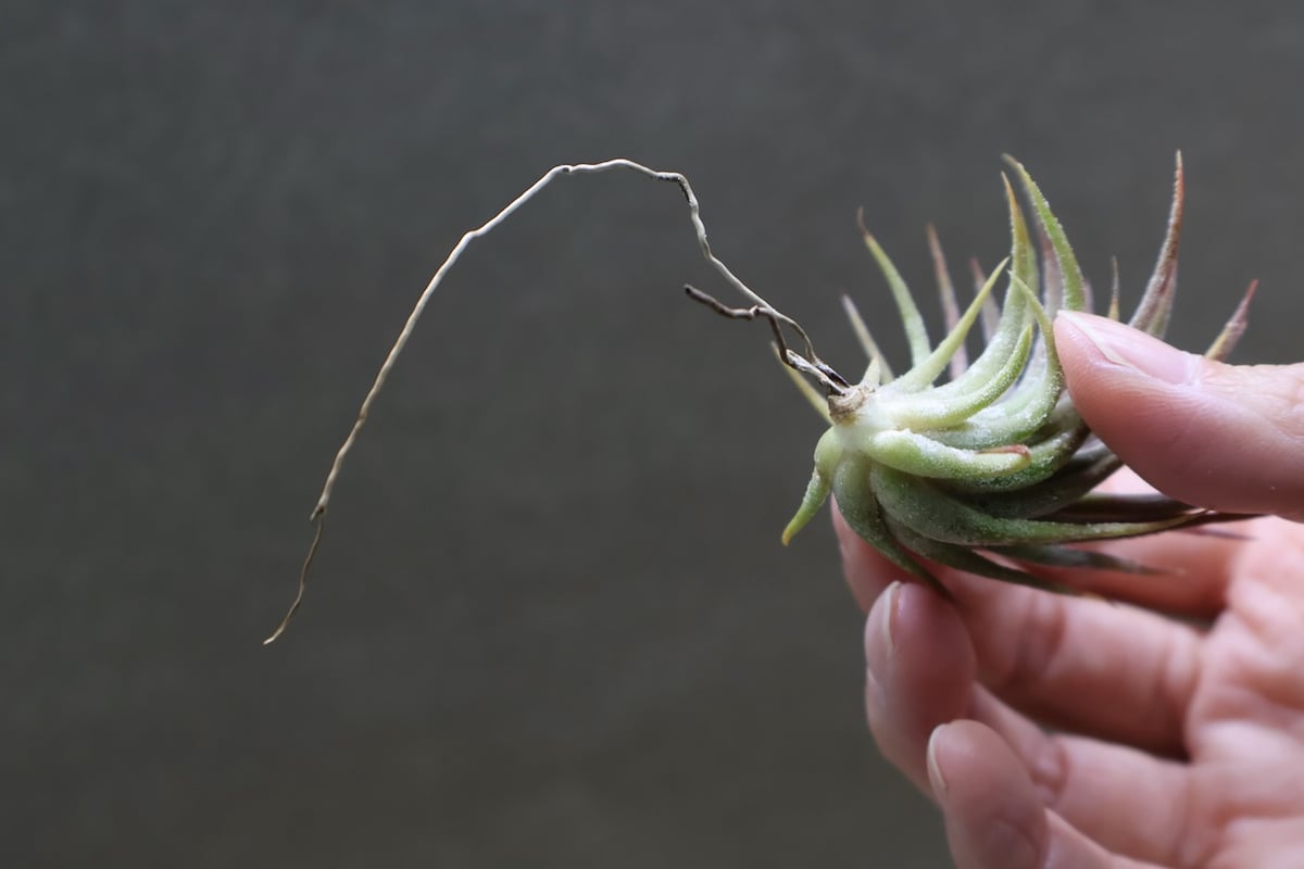 イオナンタ トールベルベット 03号 | air-plants TENGU-DO