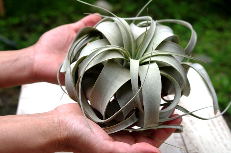 キセログラフィカ Sサイズ | air-plants TENGU-DO