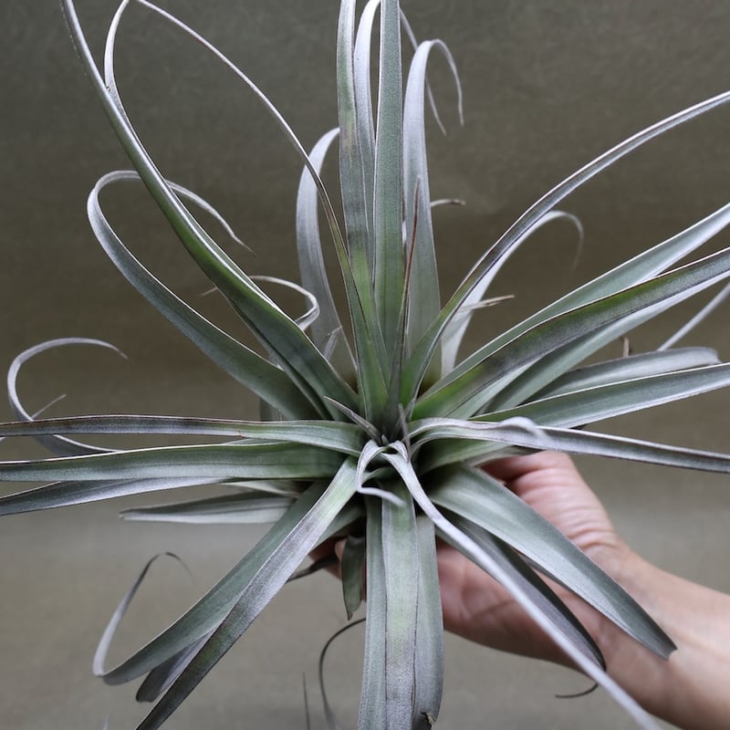 サカパネンシス 18号 | air-plants TENGU-DO