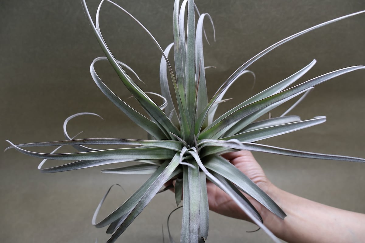 超特大　サカパネンシス サカパネンシス 18号 | air-plants TENGU-DO