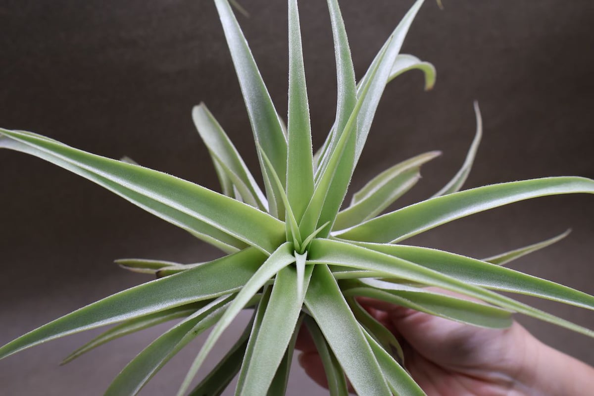 カクティコラ L size | air-plants TENGU-DO