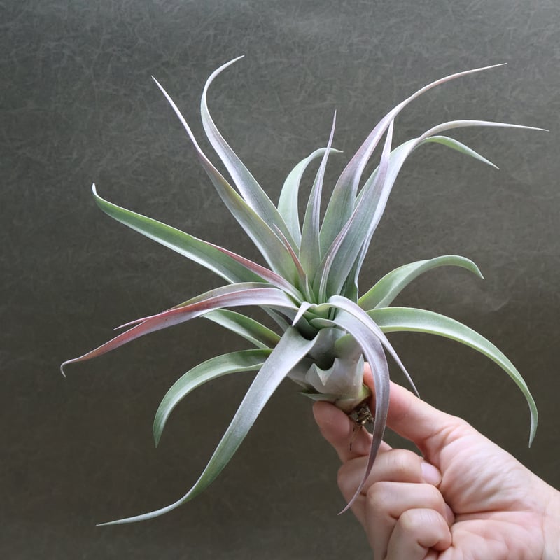 ブラキカウロス × キセログラフィカ 14号 | air-plants TENGU-DO