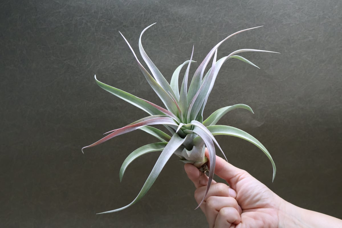 チランジア キセログラフィカ × ブラキカウロス fit=scale-down,w=1200