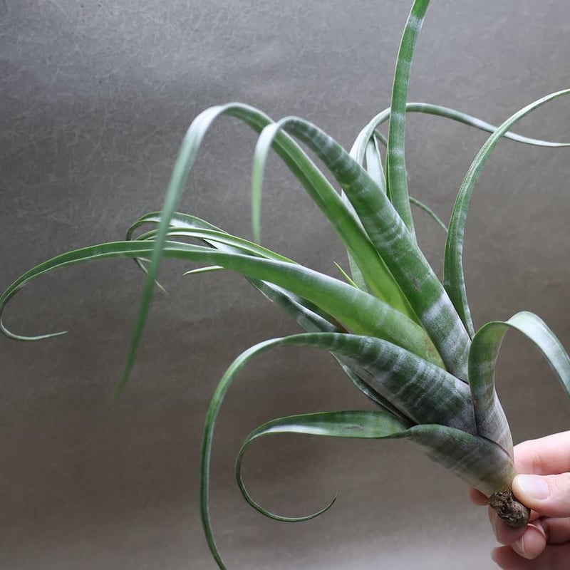 チランジア　フレクスオサ　ツイスト　ジャイアントフォーム Tropiflora エアプランツ チランジア 希少❗ フレクスオーサ ツイステッドフォーム