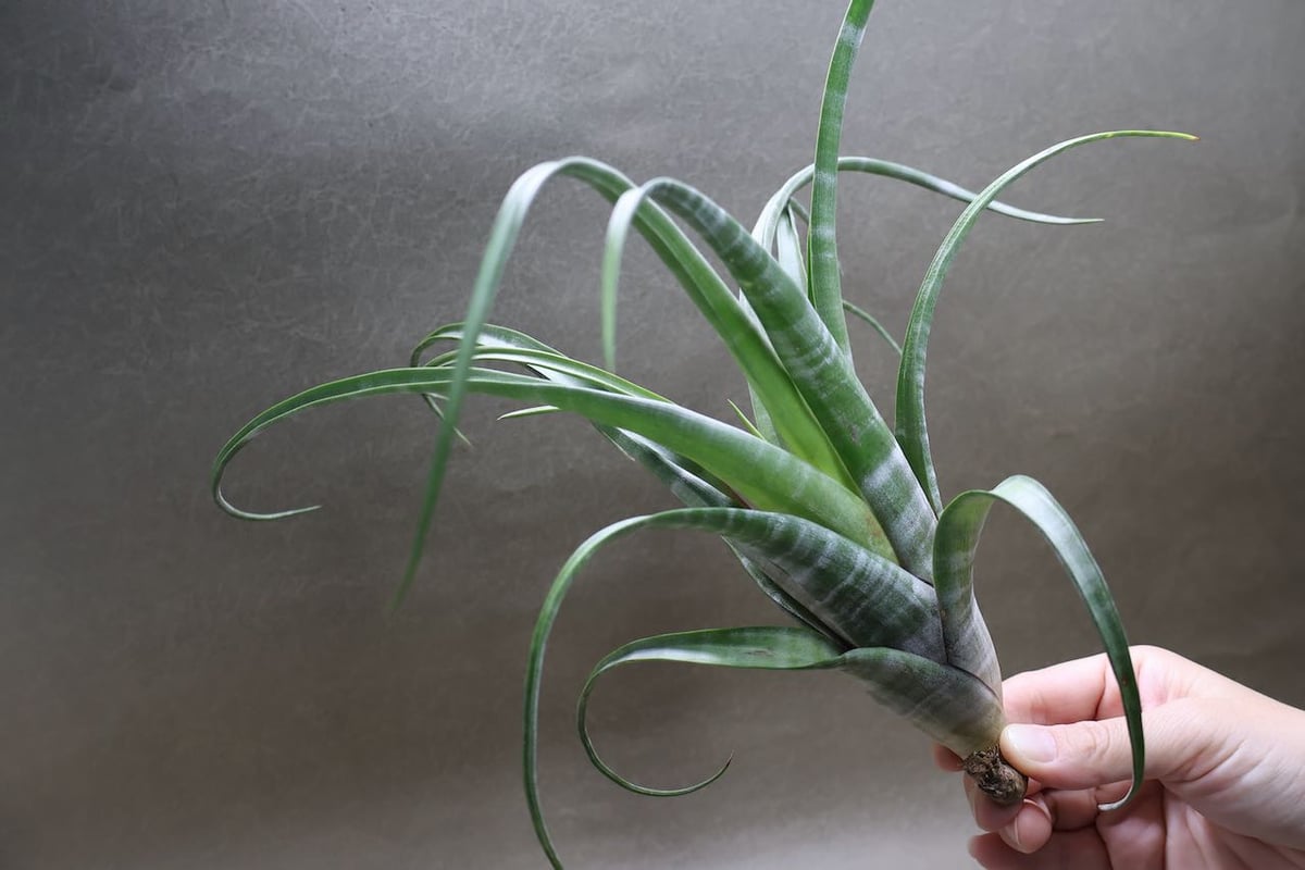 フレクスオーサ ツイスティッドフォーム 30号 | air-plants TENGU-DO