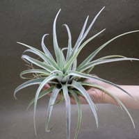 イオナンタ アルボマージナータ 48号 | air-plants TENGU-DO