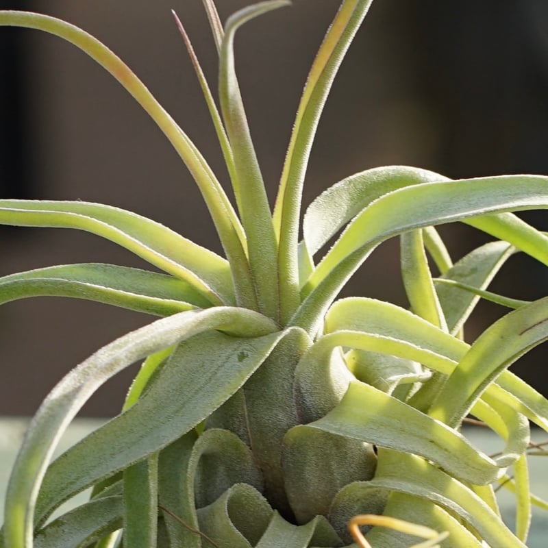 スタッフ特選】ストレプトフィラ 子株 B号 | air-plants TENGU-DO