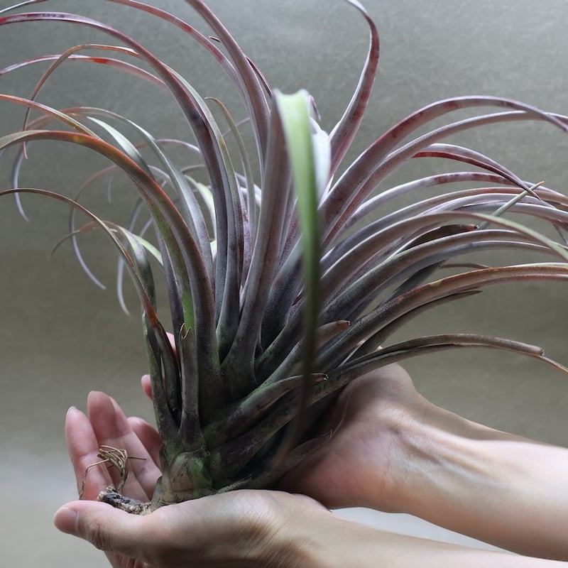 カピタータ ドミンゲンシス XL 35号 | air-plants TENGU-DO
