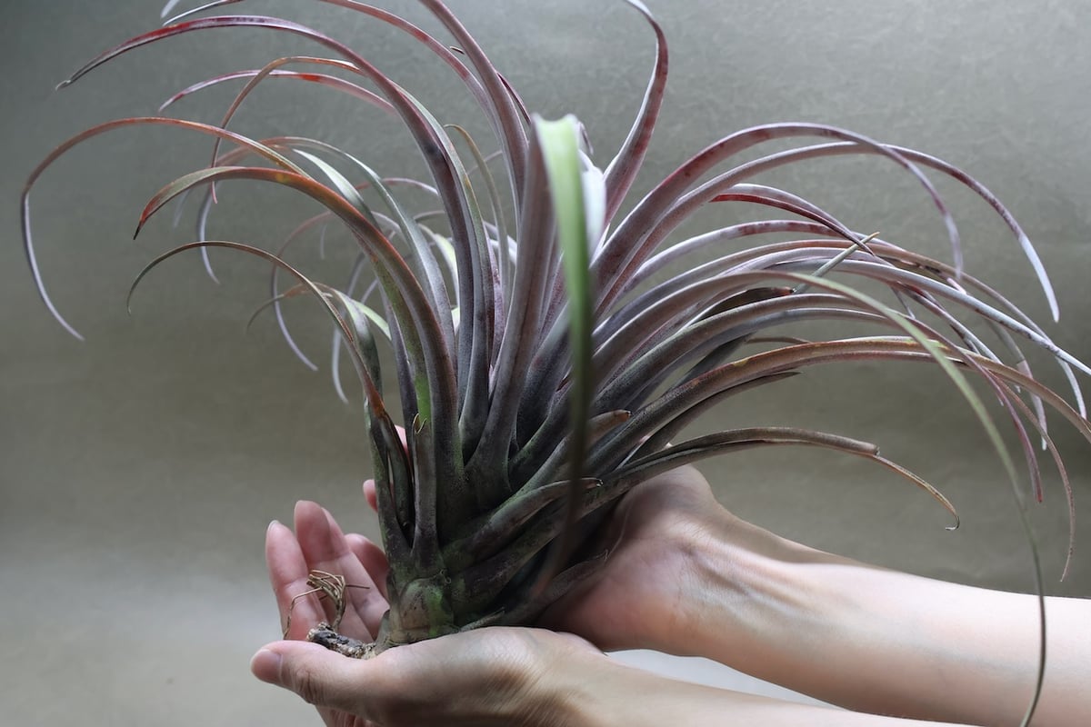 カピタータ ドミンゲンシス XL 35号 | air-plants TENGU-DO