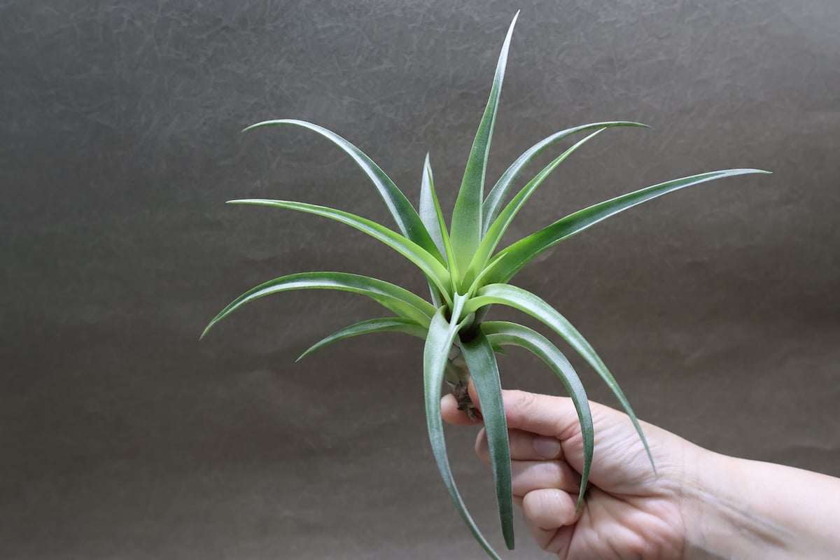 チランジア　フレクスオーサ　2種類セット　速達 チランジア フレクスオーサ 2種類セット 速達 チランジア エアプランツ