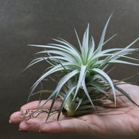 超希少❗️交配種❗️チランジア　ヘザーズブラッシュ （ブラキカウロス×エクセルタ）✨ ヘザーズブラッシュ（ ブラキカウロス × エクセルタ ）25号