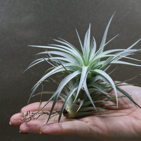 CATEGORY エアープランツ（ティランジア） | air-plants TENGU-DO