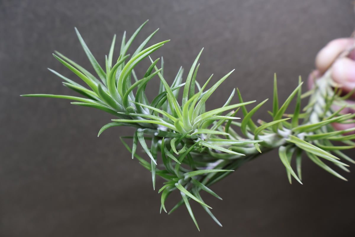 アラウジェイ 31号 | air-plants TENGU-DO