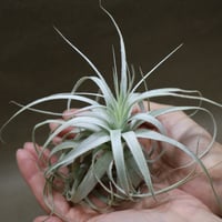 ベアコレアーレ × ハリシー 01号 | air-plants TENGU-DO