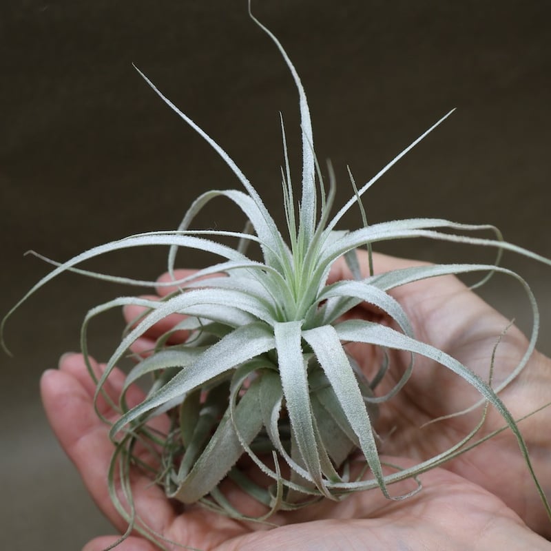 チャペウエンシス 07号 | air-plants TENGU-DO