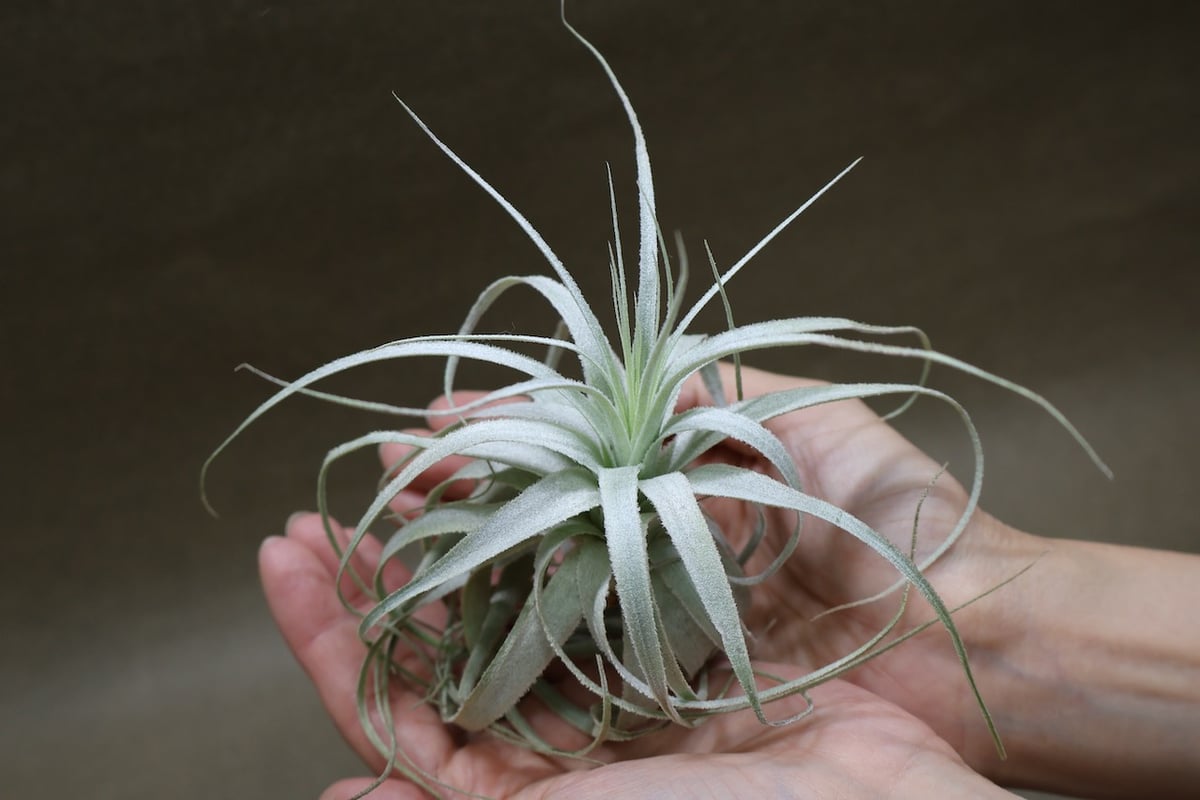 チャペウエンシス 07号 | air-plants TENGU-DO