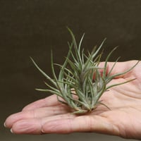 イオナンタ スノーボール 01号 | air-plants TENGU-DO
