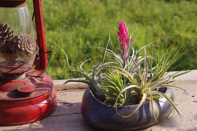 エアープランツ 店長おすすめ「お買い得」5株セット | air-plants