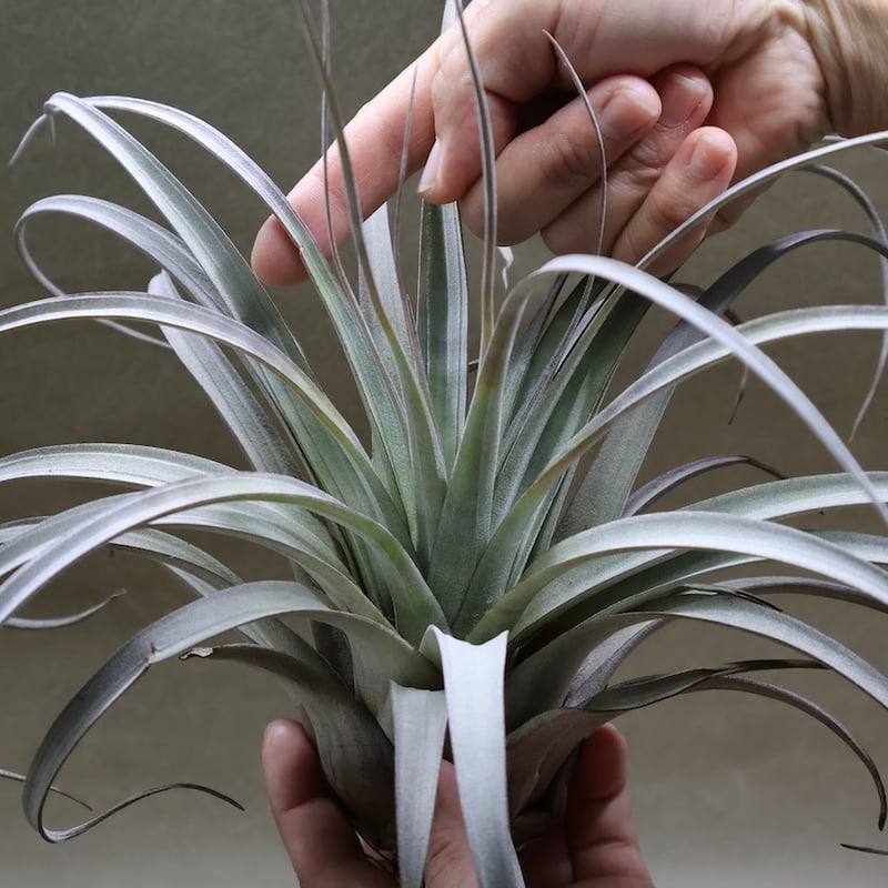 サカパネンシス 18号 | air-plants TENGU-DO