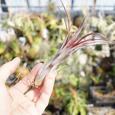 CATEGORY 交配種 | air-plants TENGU-DO