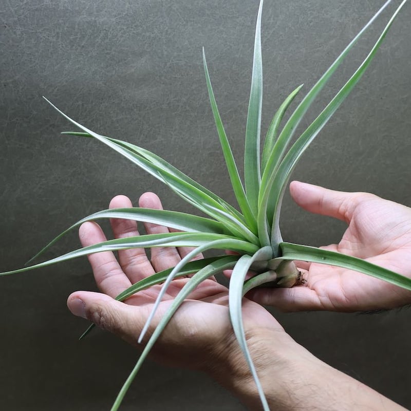 アズテックファイヤー （シャッツリー × クズマエ ) 05号 | air-plants