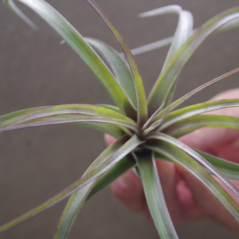 ヘザーズブラッシュ（ ブラキカウロス × エクセルタ ）Sサイズ 14号