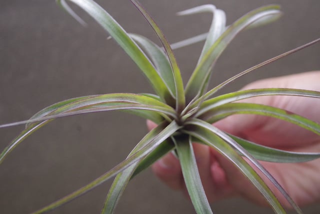 ヘザーズブラッシュ（ ブラキカウロス × エクセルタ ）Sサイズ 14号