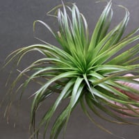 イオナンタ スノーボール 01号 | air-plants TENGU-DO