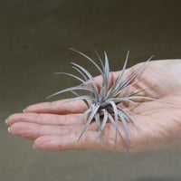 ブルボーサ ジャイアント70号 | air-plants TENGU-DO