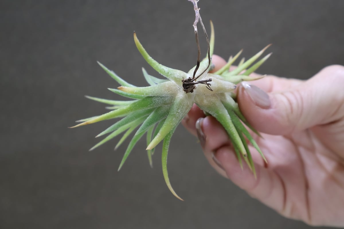 イオナンタ アルビノ 33号 | air-plants TENGU-DO