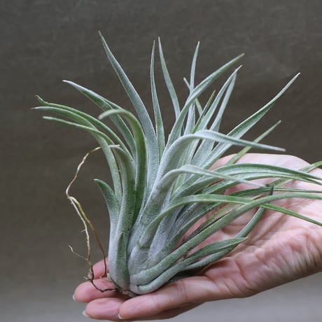 エアープランツ　ペイラノイ エアープランツペイラノイ