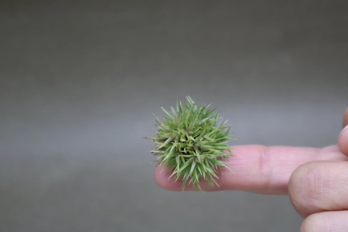 アエラントス テディベア 48号 | air-plants TENGU-DO アエラントス テディベア 48号 | air-plants TENGU-DO