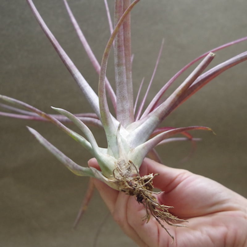 カピタータ マロン Sサイズ08号 | air-plants TENGU-DO