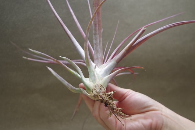 カピタータ マロン Sサイズ08号 | air-plants TENGU-DO