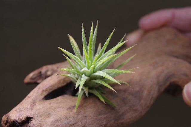 イオナンタ アルビノ Sサイズ10号 | air-plants TENGU-DO