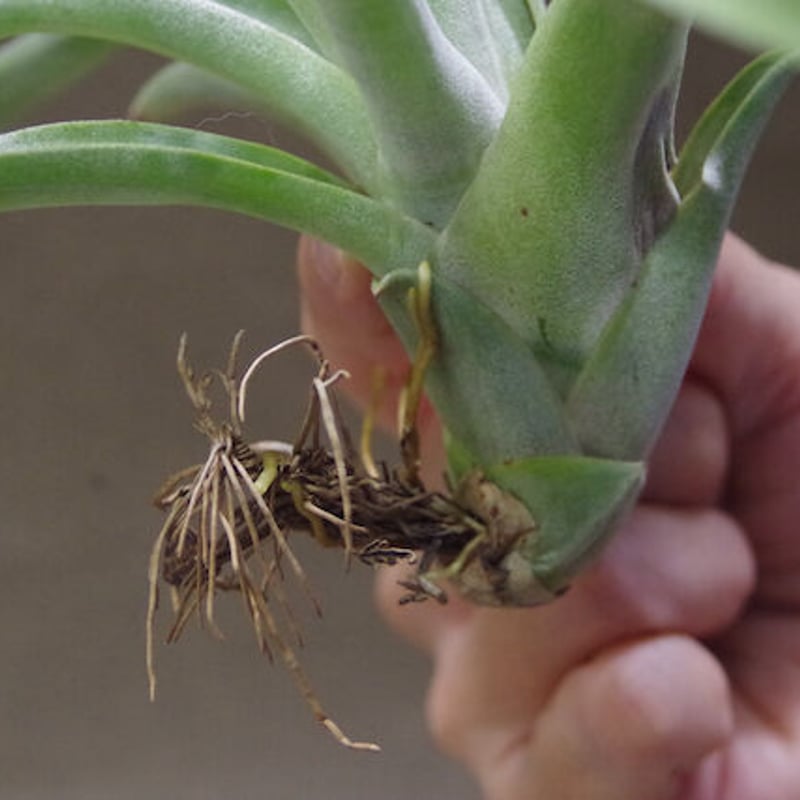 パドレ（ローランドゴッセリニーxチアペンシス）03号 | air-plants