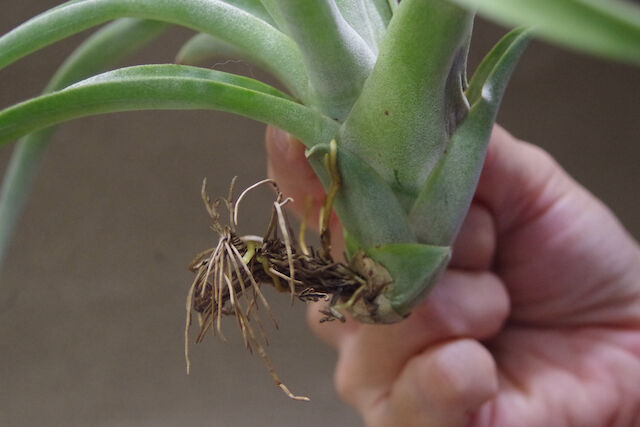 チランジア パドレ パドレ（ローランドゴッセリニーxチアペンシス）03号 | air-plants