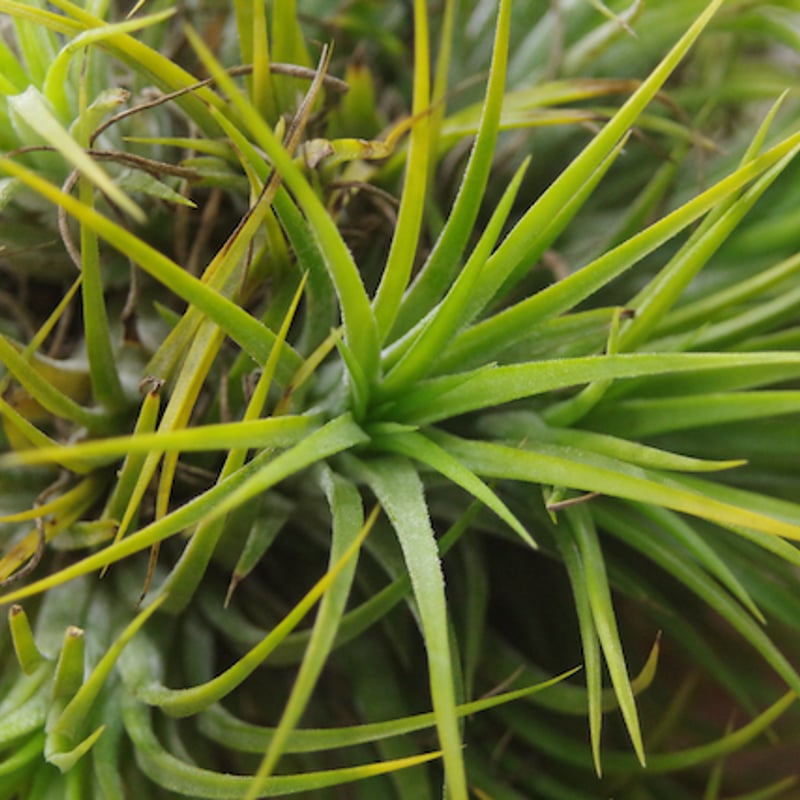 イオナンタ ドゥルイド クランプ 31号 | air-plants TENGU-DO