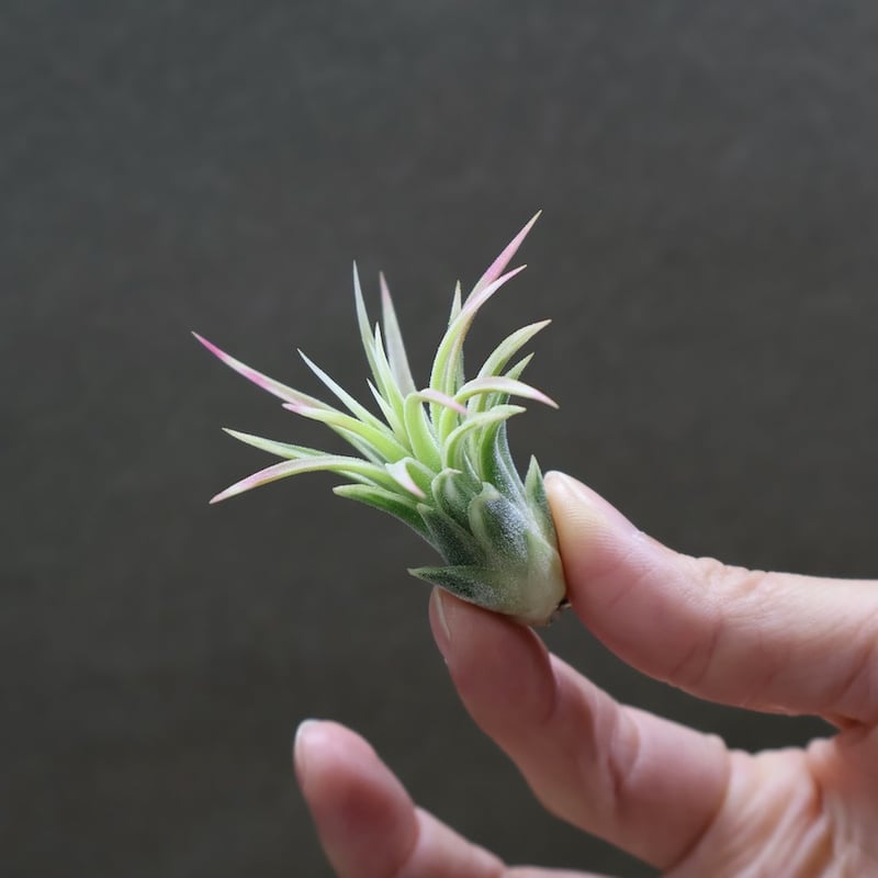 イオナンタ アルボマージナータ 47号 | air-plants TENGU-DO